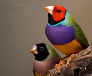 gouldian-finches